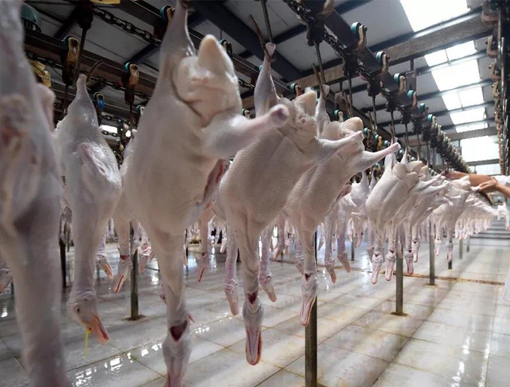 成都王老鸭食品有限公司厂房装修现场